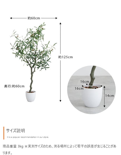 雰囲気を造るオリーブ