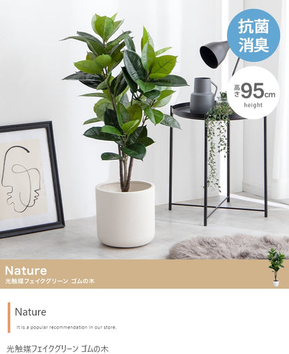 手間のいらないゴムの木