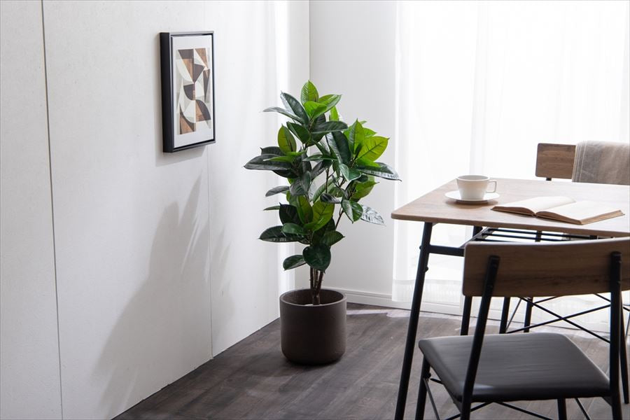 手間のいらないゴムの木