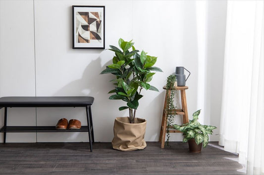 手間のいらないゴムの木