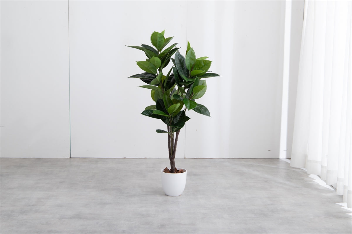 手間のいらないゴムの木