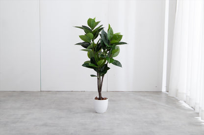 手間のいらないゴムの木