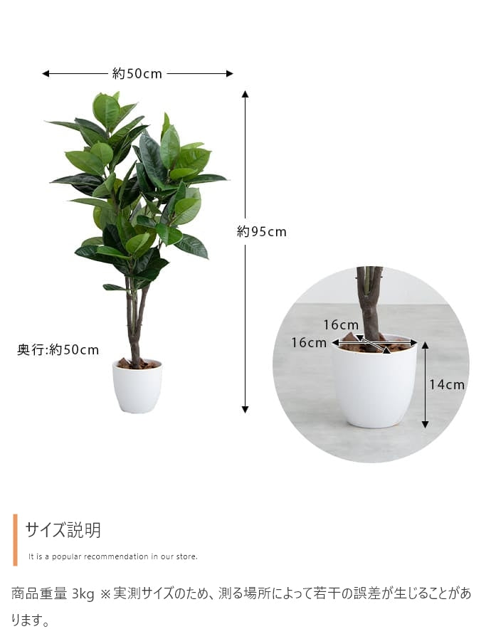 手間のいらないゴムの木