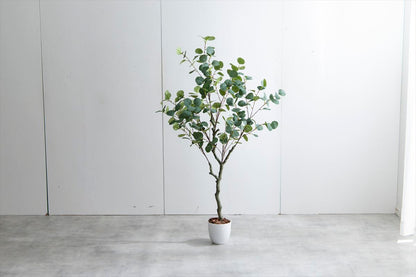 水いらずのユーカリ