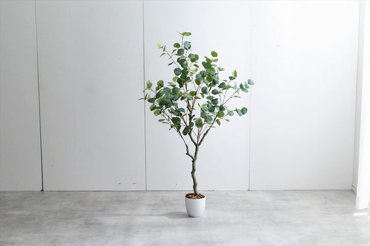 水いらずのユーカリ